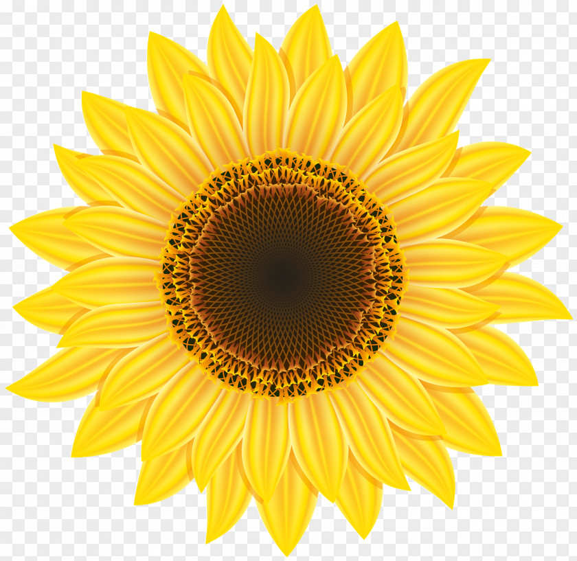 Sunflower Image Common Clip Art PNG