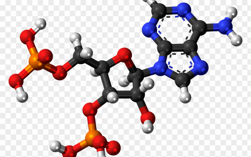 Adenosine Triphosphate Diphosphate Monophosphate Pyrophosphate PNG