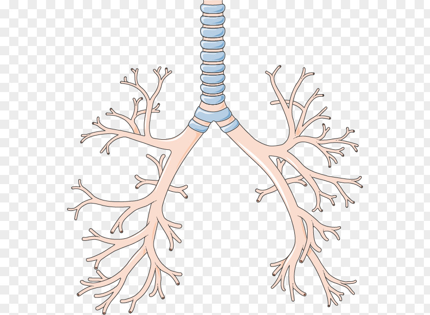 Creative Lungs Bronchus Lower Respiratory Tract Lung Pharynx System PNG