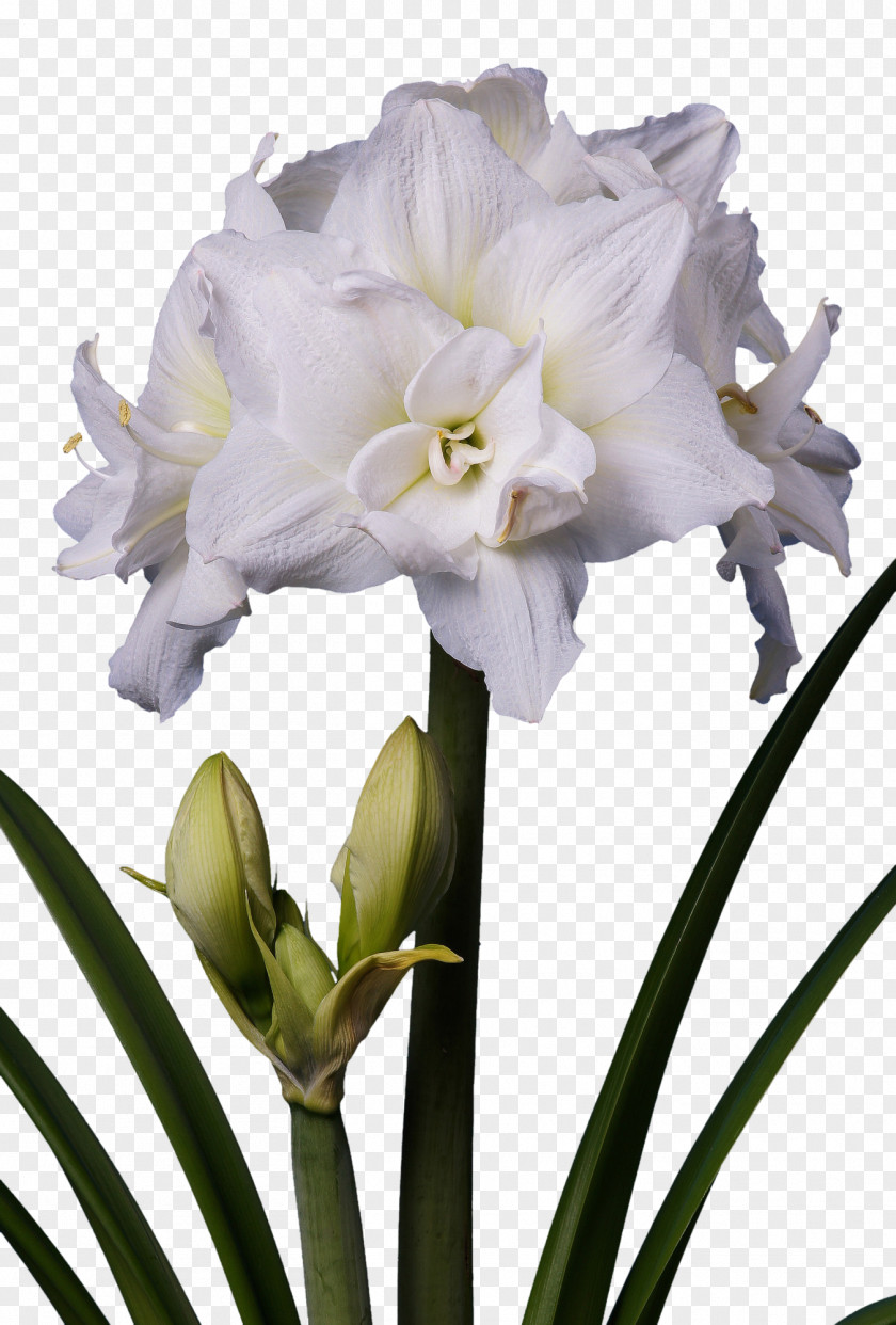 Flower Amaryllis White Plant Stem Bulb PNG