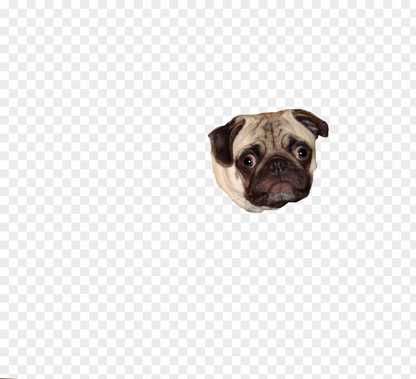 Pug Puppy Dog Breed Snout Canidae PNG