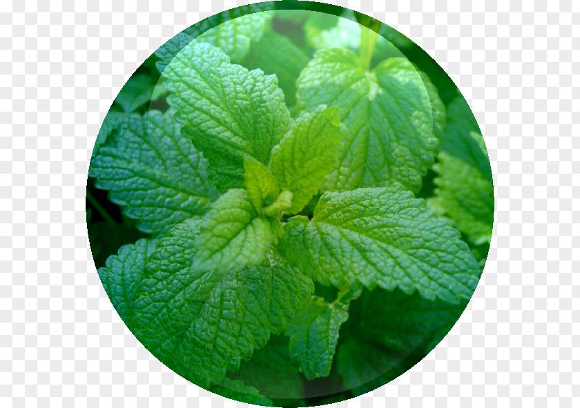 Tea Tung-ting English Breakfast Oolong Lemon Balm PNG