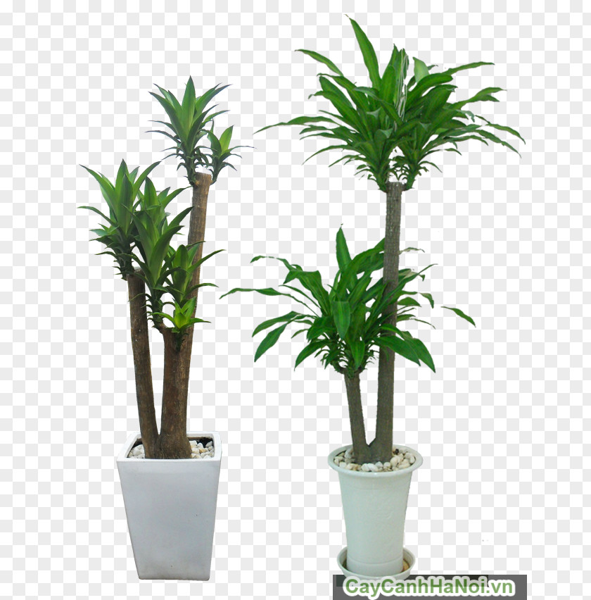 Tree Hanoi Ornamental Plant Arecaceae Light PNG