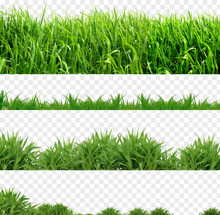 Grass Lawn Clip Art PNG