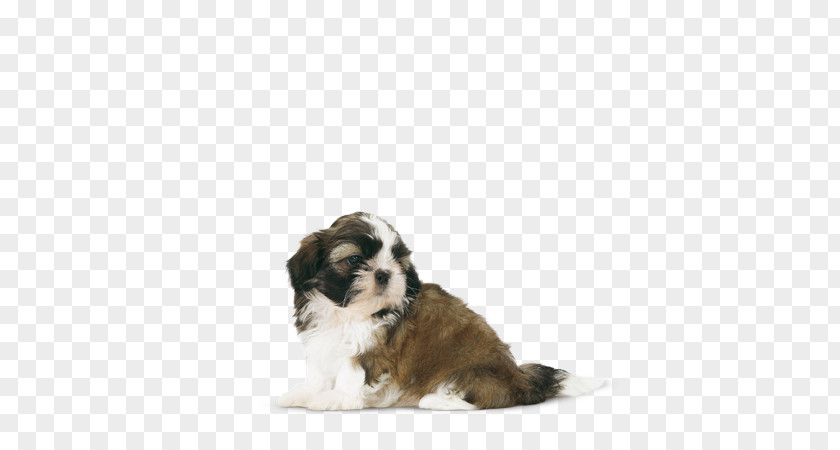 Shih Tzu Cavachon Puppy Tibetan Terrier Havanese Dog PNG