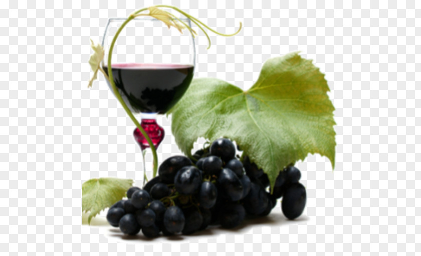 Wine Red Common Grape Vine PNG