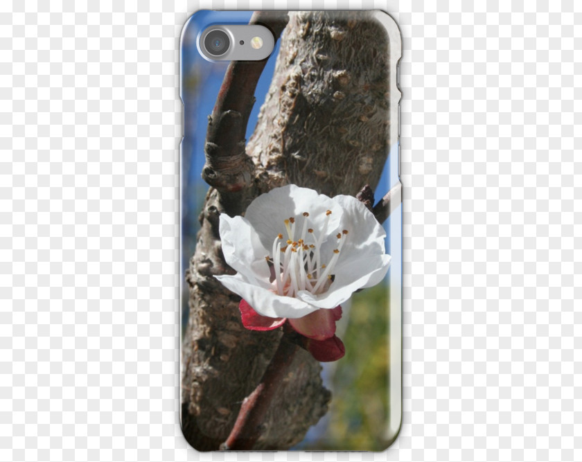 Apricot Blossom Flower PNG