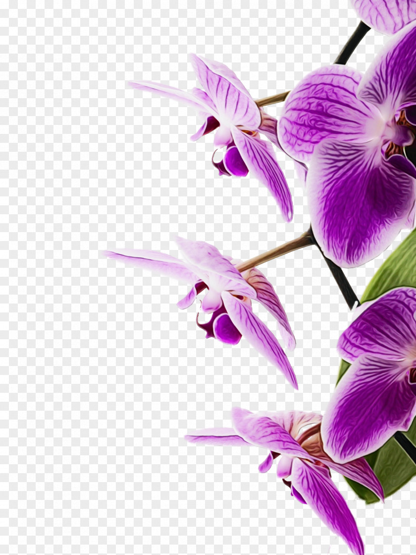 Cooktown Orchid Pink Flowering Plant Flower Purple Violet Petal PNG