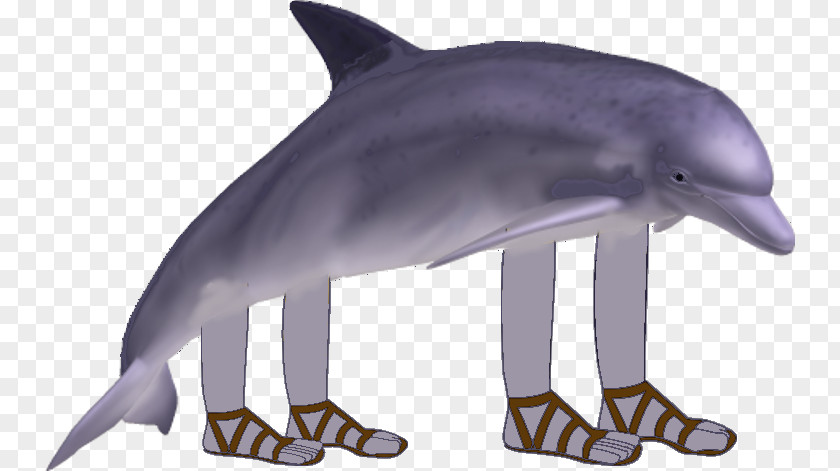 Dolphin Common Bottlenose Short-beaked Tucuxi Rough-toothed Wholphin PNG