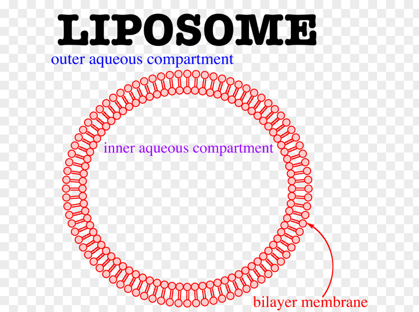 Liposome Lipid Bilayer Membrane Lipids Cell PNG