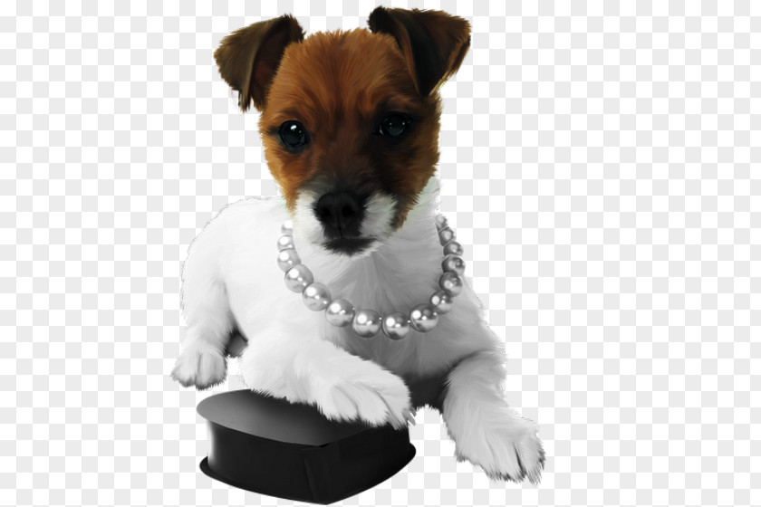 Puppy Jack Russell Terrier Parson Miniature Fox Dog Breed PNG