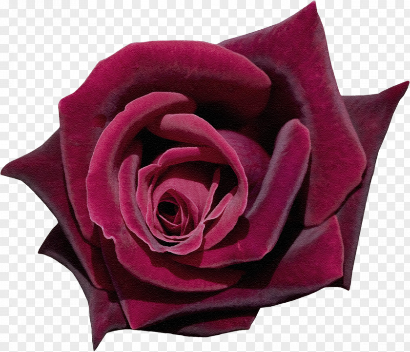 Purple Rose Garden Roses Flower Centifolia PNG