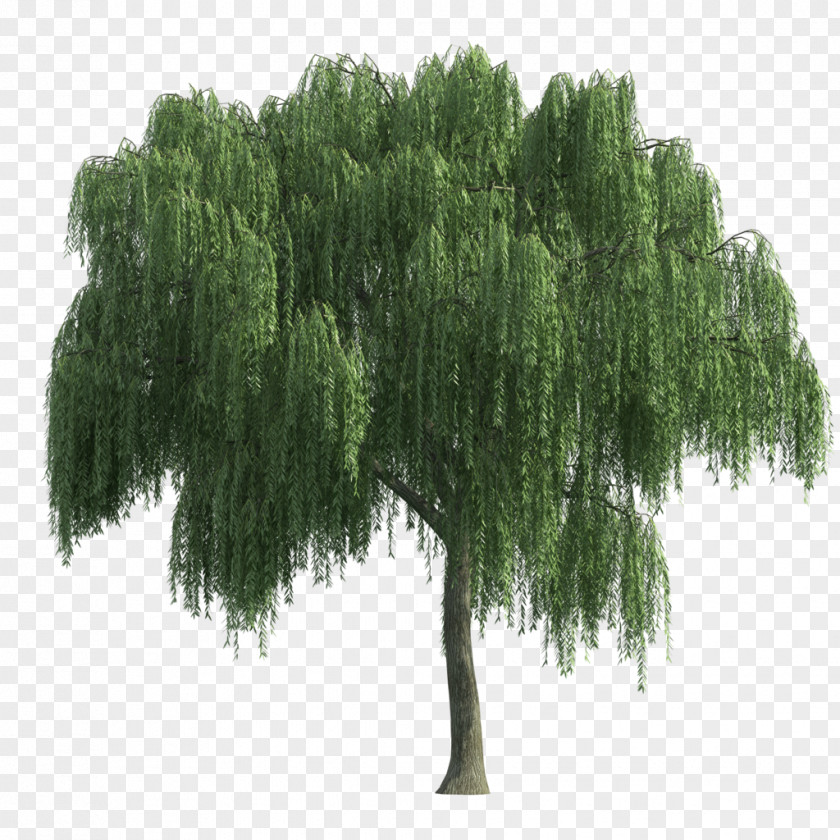 Tree Architecture Weeping Willow PNG
