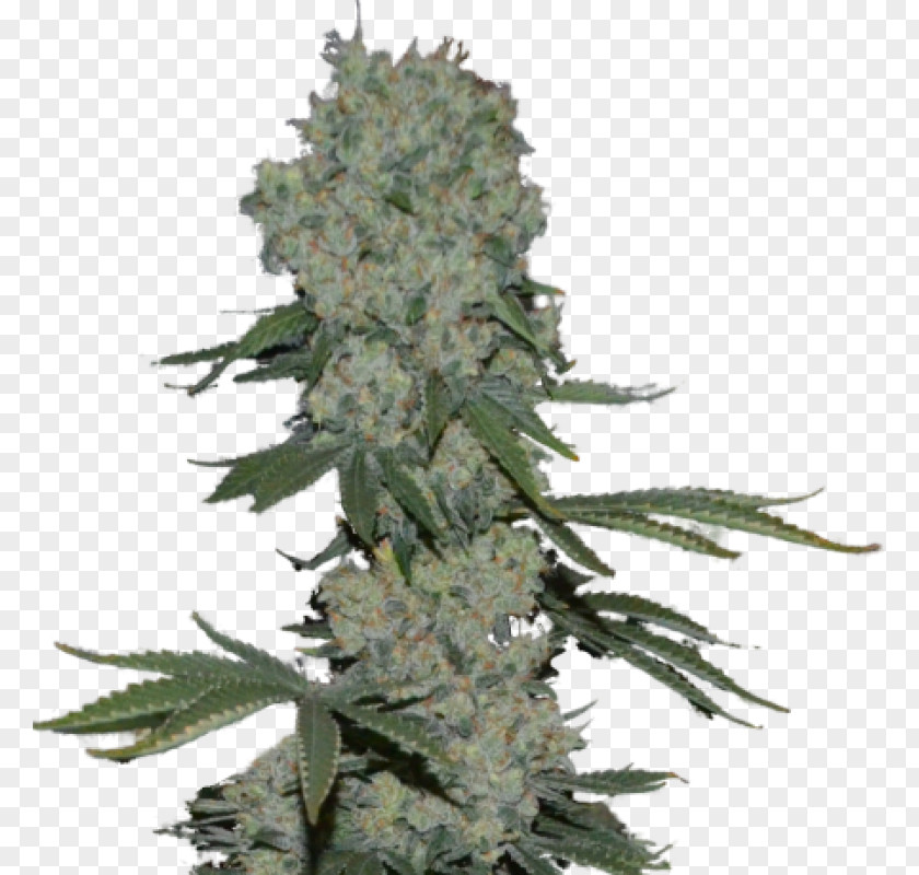 Autoflowering Cannabis Seed Grow Shop Hemp PNG