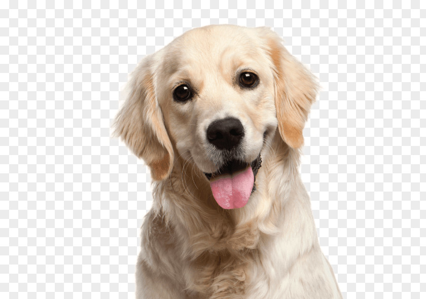 Golden Retriever Labrador Puppy PNG