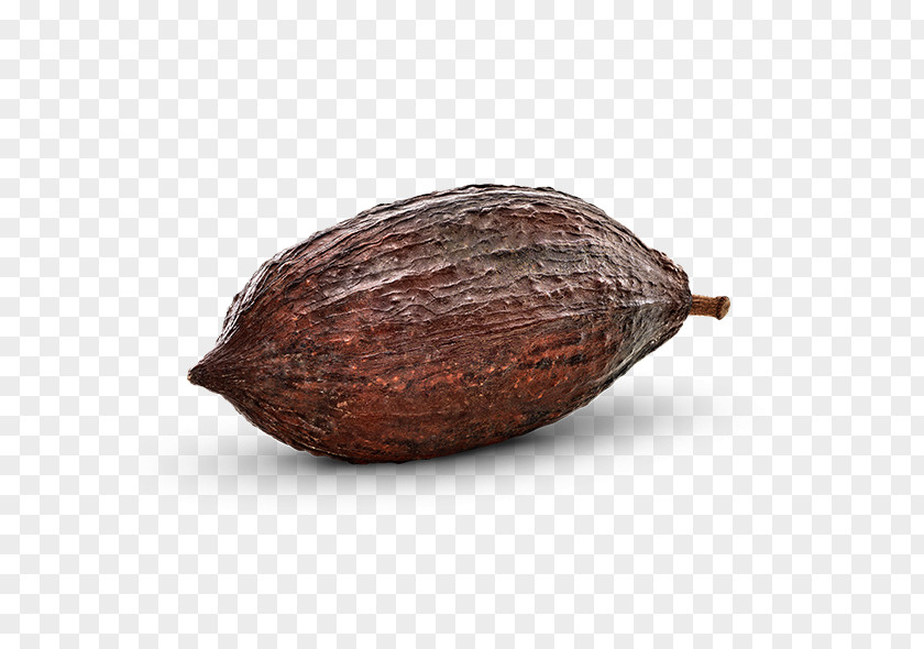 Kakao Cocoa Bean Commodity Cacao Tree PNG