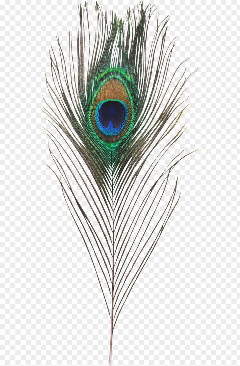 Peafowl Feather Plume De Paon Clip Art PNG