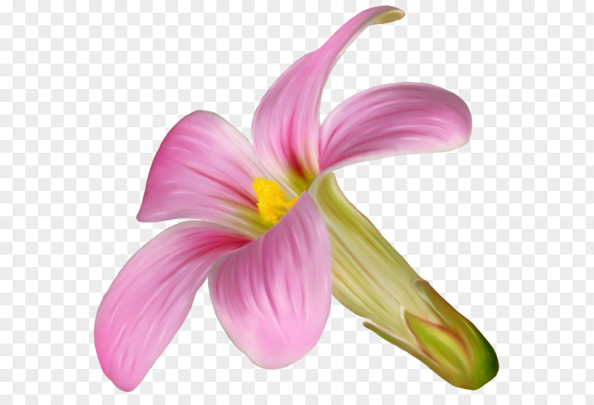 Pink M Cut Flowers Petal Daylily PNG