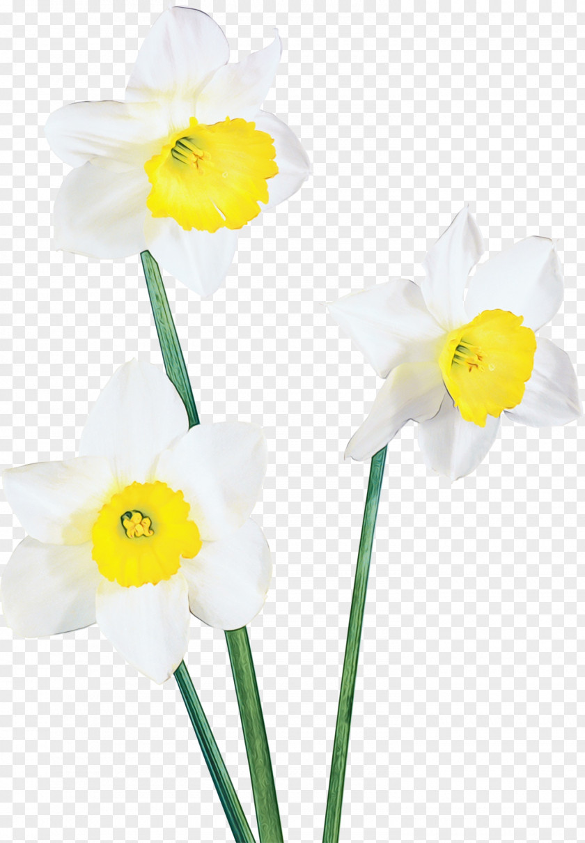 Plant Stem Pedicel Flower Flowering Yellow Narcissus Petal PNG