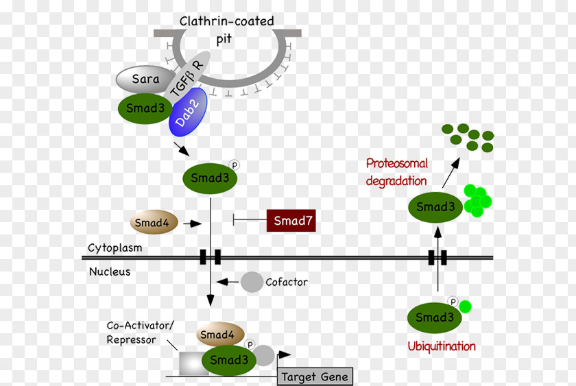 Transforming Growth Factor Beta TGF Signaling Pathway Apoptosis 1 Cell PNG