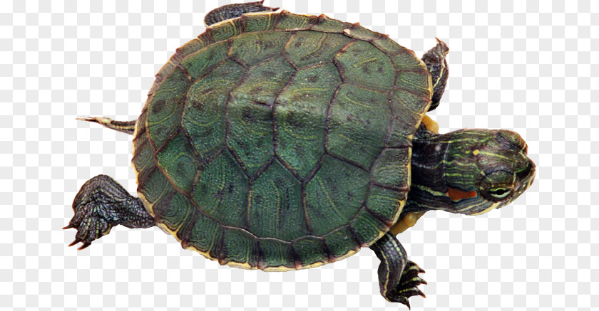 Turtle Green Sea Reptile Red-eared Slider Pet PNG