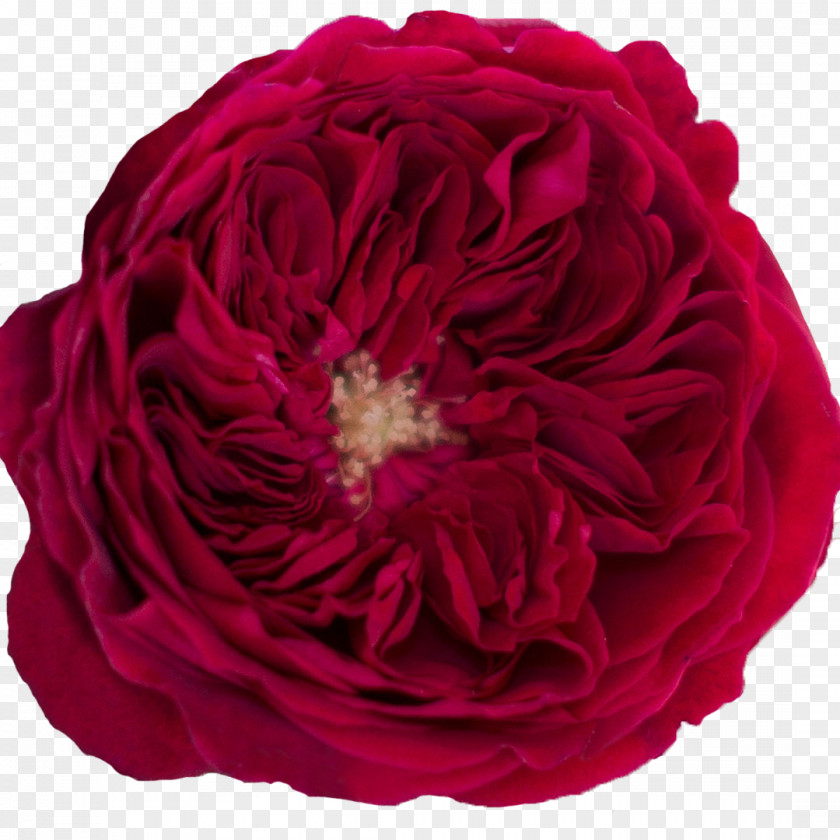 Ammi Majus Khellin Garden Roses Cabbage Rose Flower Floribunda PNG