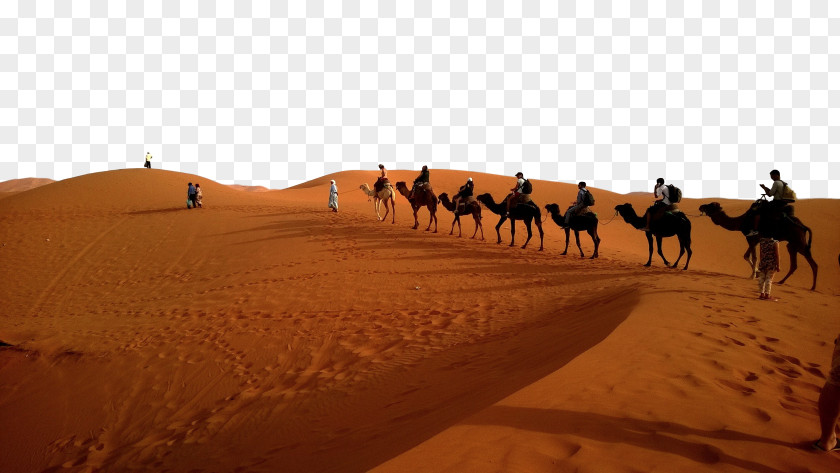 Camel Train Desktop Wallpaper Caravan Desert Image PNG