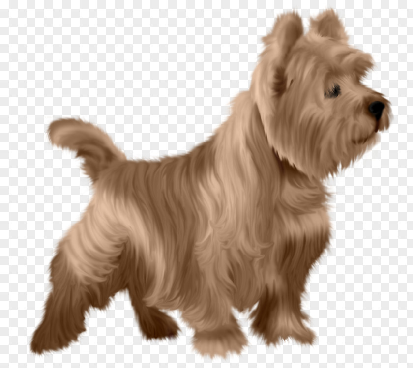 Hond Norwich Terrier Glen Norfolk Australian Cairn PNG