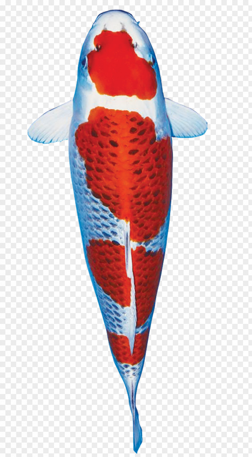 Ikan Koi Bird TurboSquid PNG