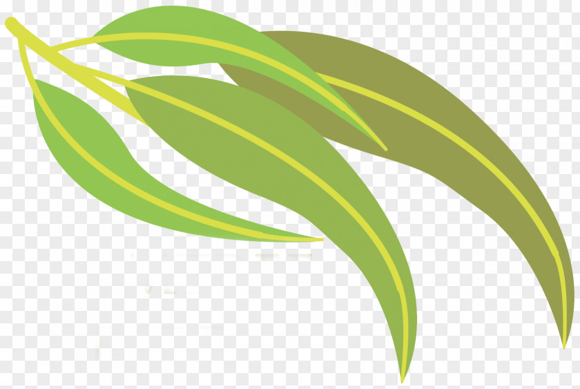 Leaf Food Plant Stem PNG