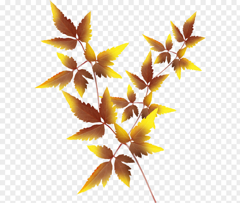 Leaf Twig Autumn Clip Art PNG