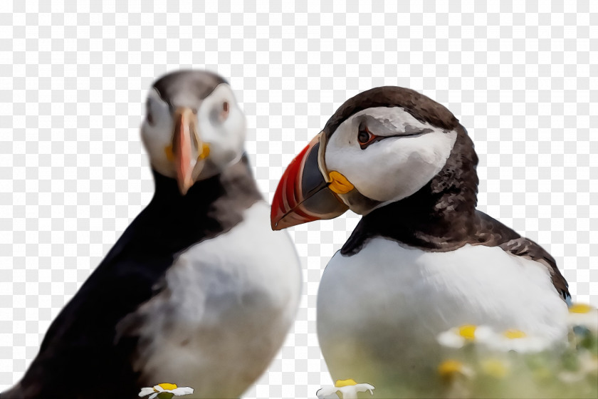 Puffins Shorebirds Beak Science Birds PNG