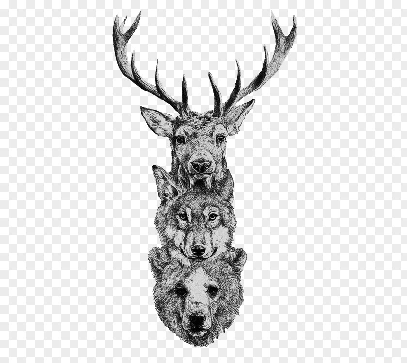Watercolour Animals Gray Wolf Deer Bear Coyote Drawing PNG