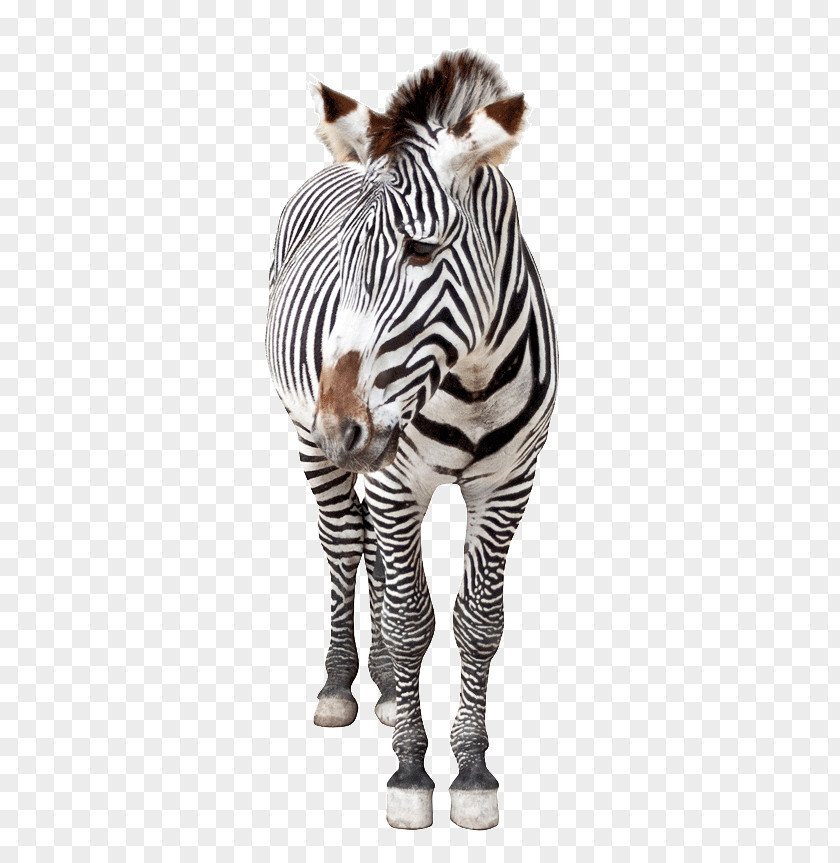 Zebra Image Horse Hinny Quagga Lexus ES PNG