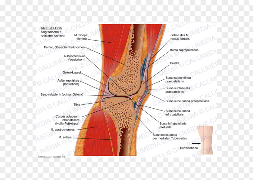 Capsula Knee Sagittal Plane Human Anatomy Coronal PNG