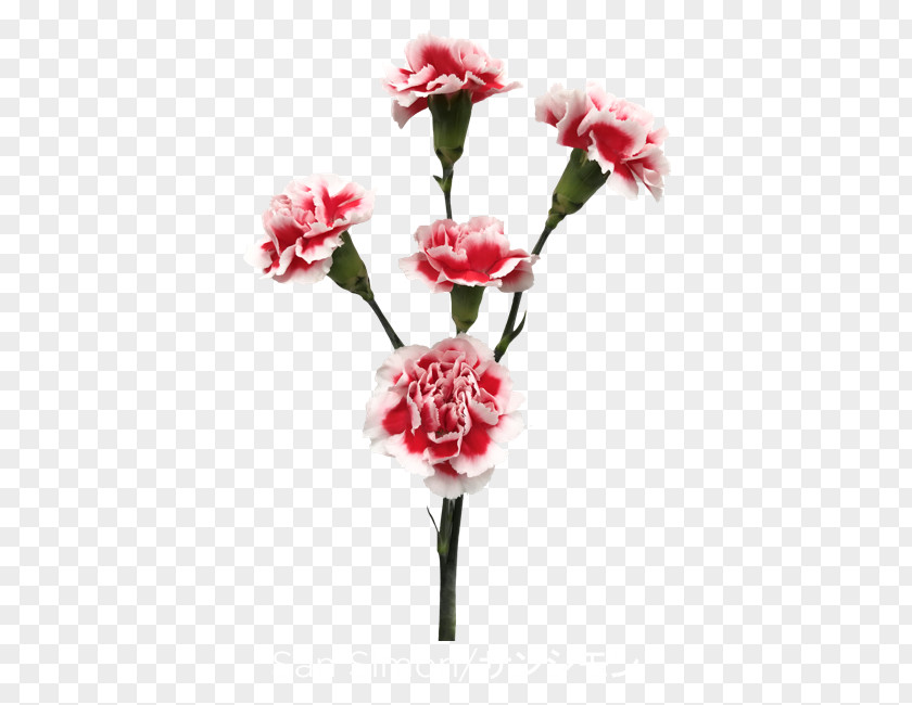 Carnations Colibri Flowers Garden Roses Cut Carnation PNG