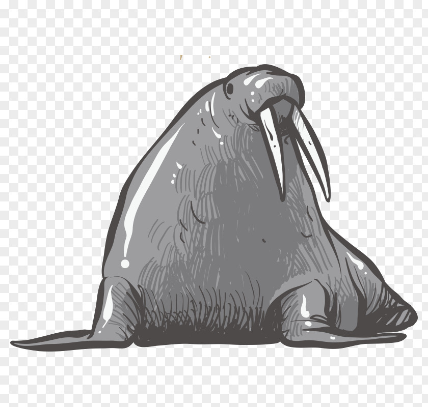 Walrus Earless Seal Reindeer Drawing PNG