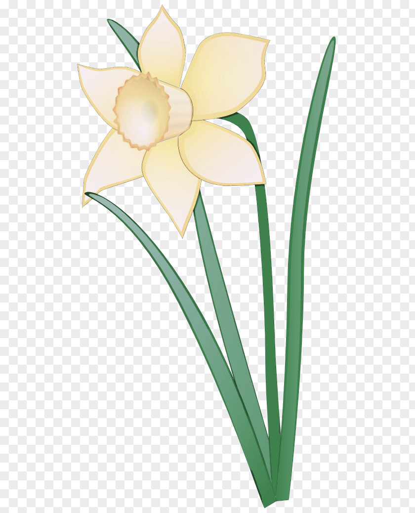 Flower Petal Plant Narcissus Pedicel PNG