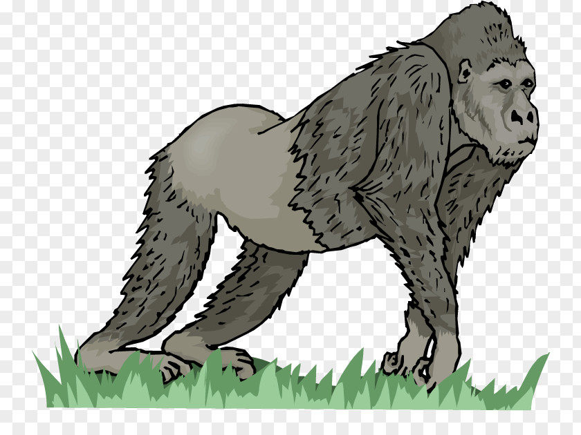 Gorilla Continent Africa Europe Coloring Book Flashcard PNG