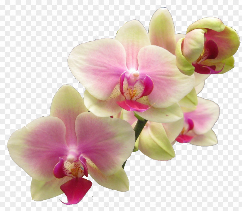 Realistic Flowers Cliparts Success With Orchids Popular Clip Art PNG