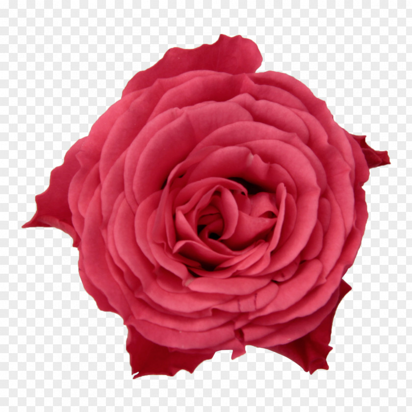 Water Colour Roses Garden Cabbage Rose Floribunda Infinity 2018 Breeding PNG