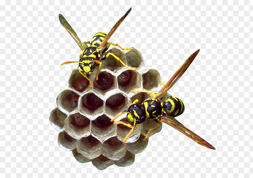 Bee Hive Beehive Honeycomb Pollen PNG