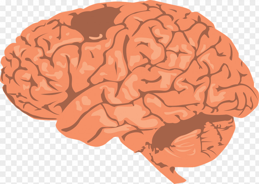 Brain Research Alzheimer's Disease Dopamine Microglia PNG
