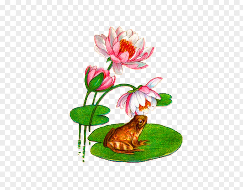 Pink Simple Lotus Frog Decorative Patterns Koi Water Lily Mousepad Pond PNG