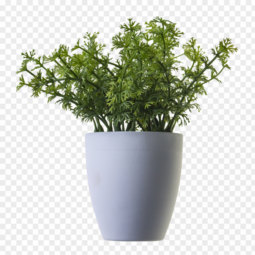 Plant Houseplant Tree PNG