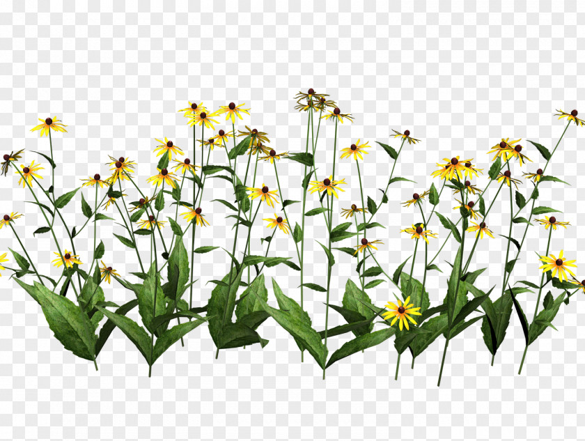 Tropical Plant Wildflower Clip Art PNG