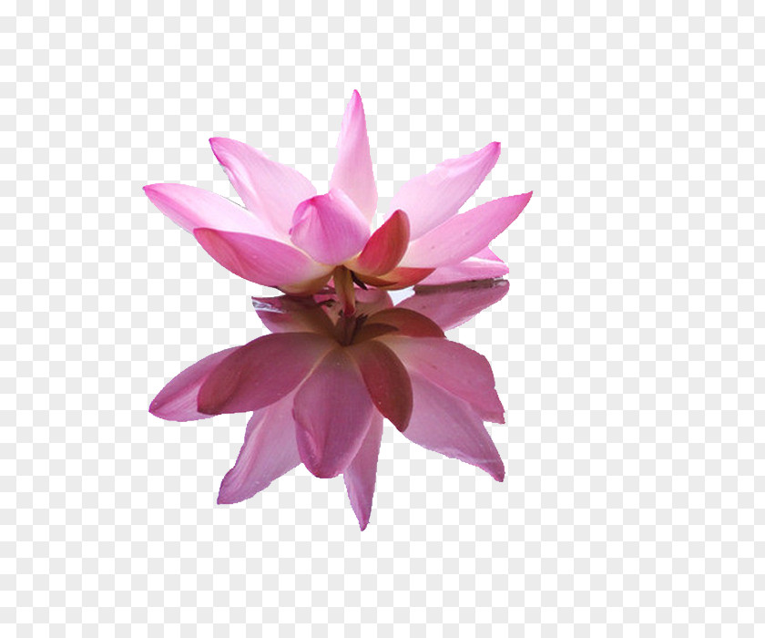 A Lotus Pygmy Water-lily Nelumbo Nucifera Icon PNG