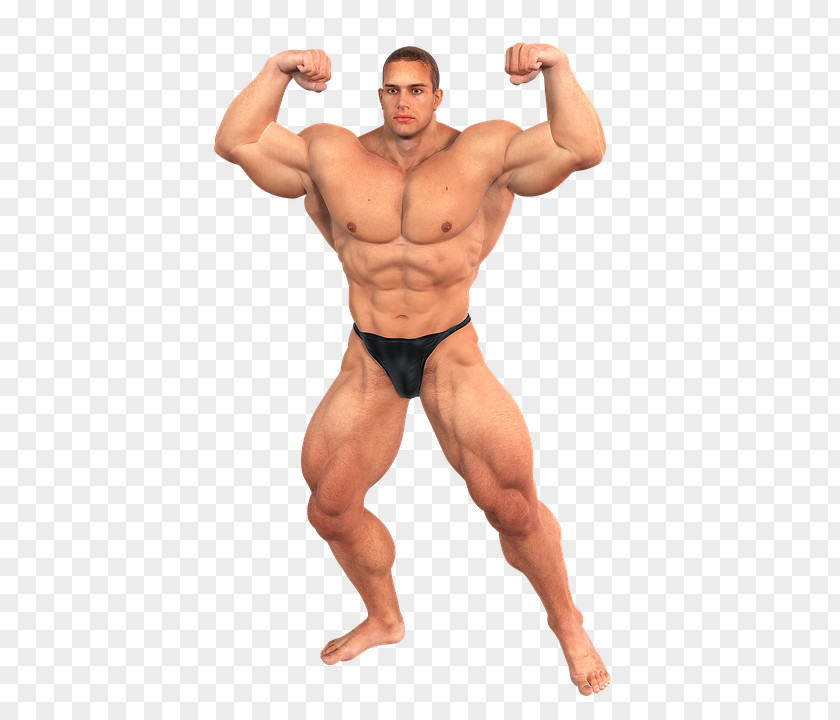 Bodybuilding Muscle & Fitness Physical Human Body PNG