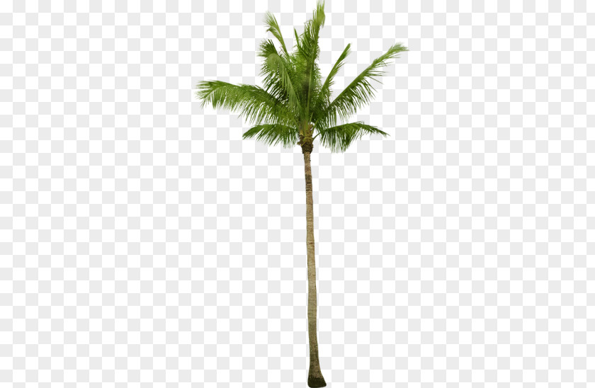 Coconut Asian Palmyra Palm Babassu Arecaceae Tree PNG