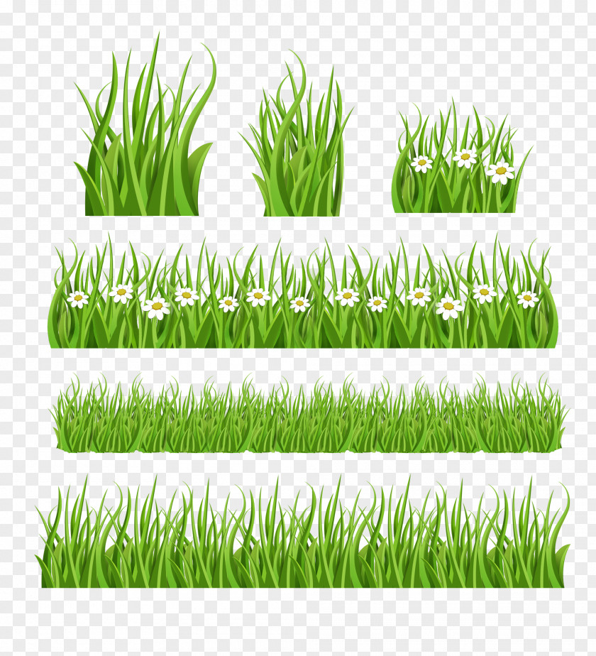 Grass Lawn Clip Art PNG